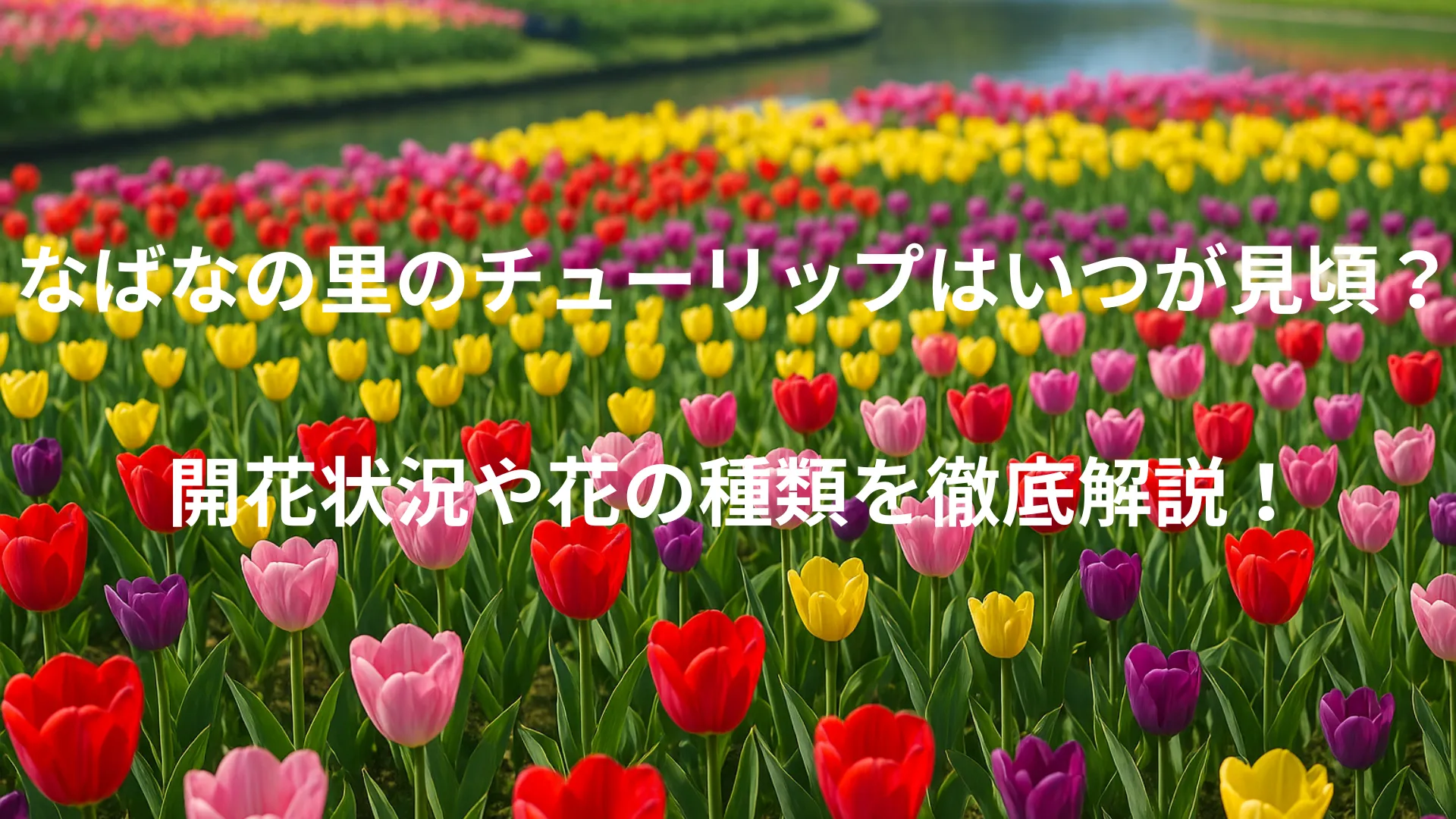 なばなの里 チューリップ