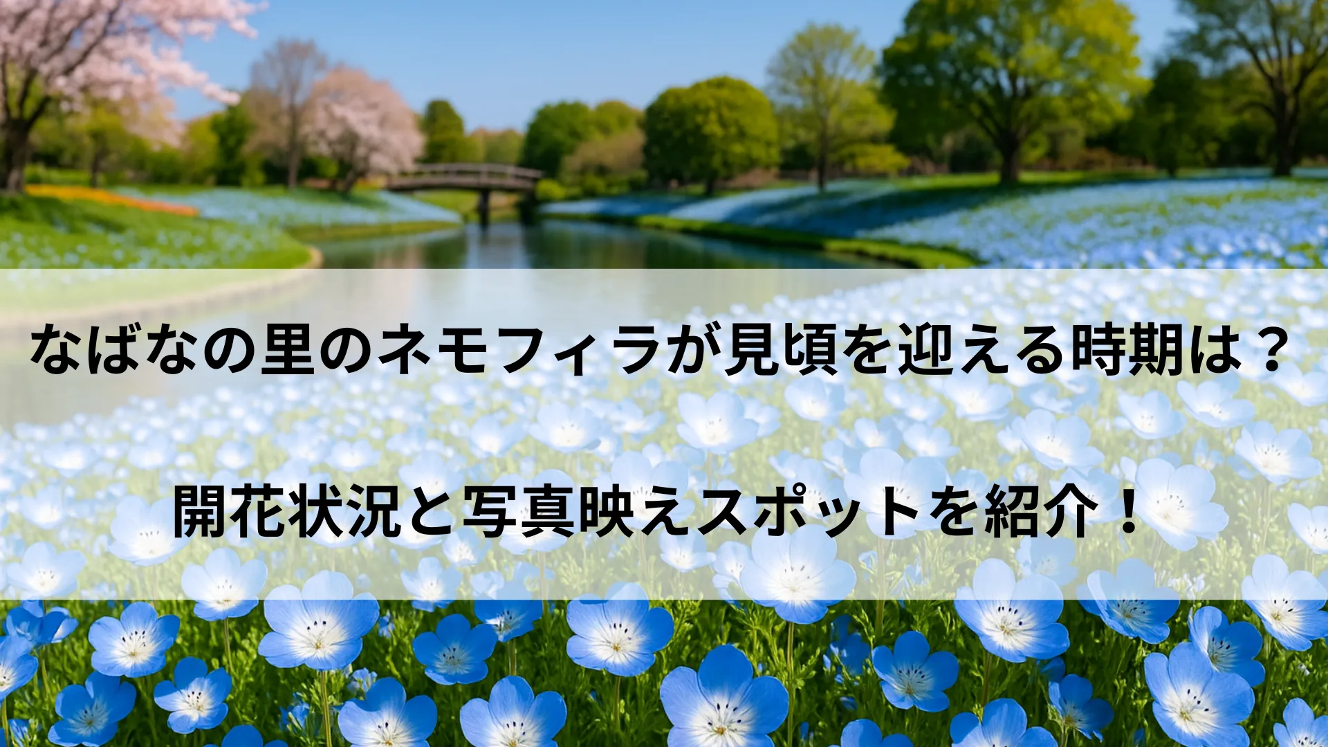 なばなの里 ネモフィラ